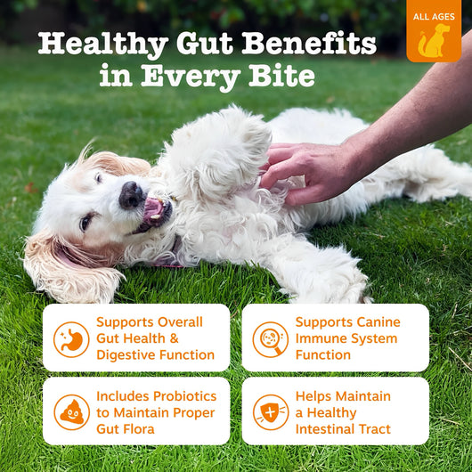 Probiotic Bites - Better Digestion, Healthier Skin, Happier Dogs