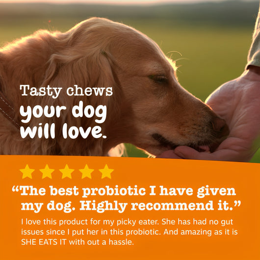 Probiotic Bites - Better Digestion, Healthier Skin, Happier Dogs